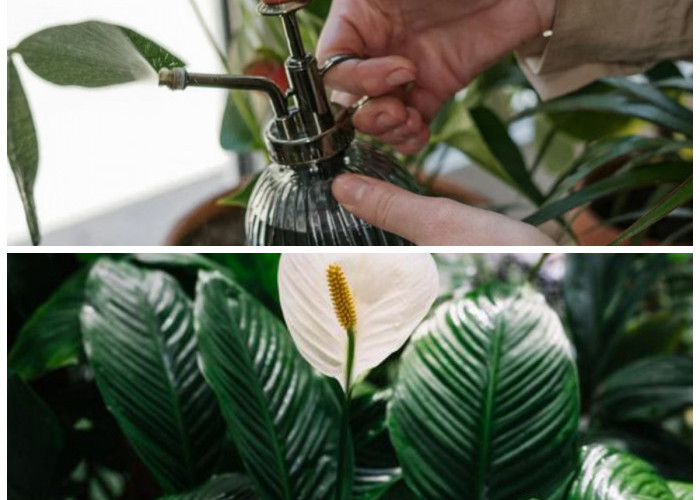 Rumah Lebih Sehat Alami! 6 Tanaman Hias Ini Bantu Lawan Jamur Indoor