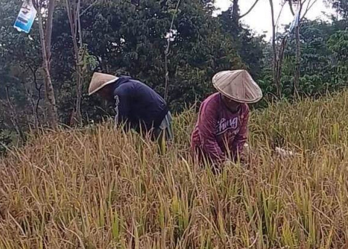  Krisis Tenaga Kerja Untuk Panen Padi, Petani di Dempo Selatan Kota Pagaralam Lagi Mencari Solusi Terbaik