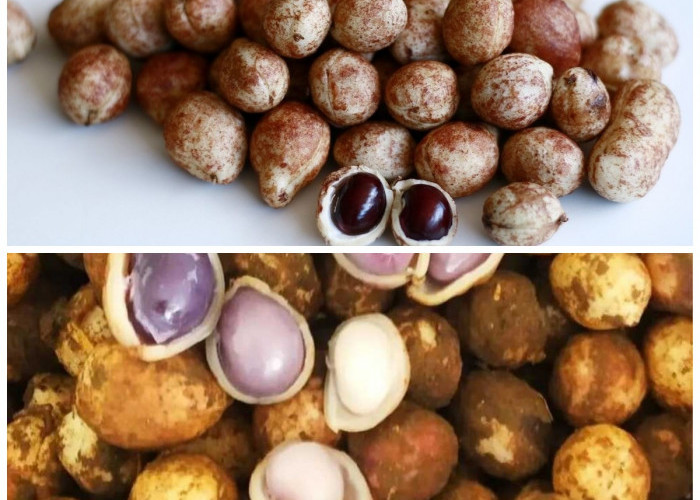 Kenali Berbagai Manfaat Kacang Bogor untuk Menjaga Kesehatan Anda Sehari-hari