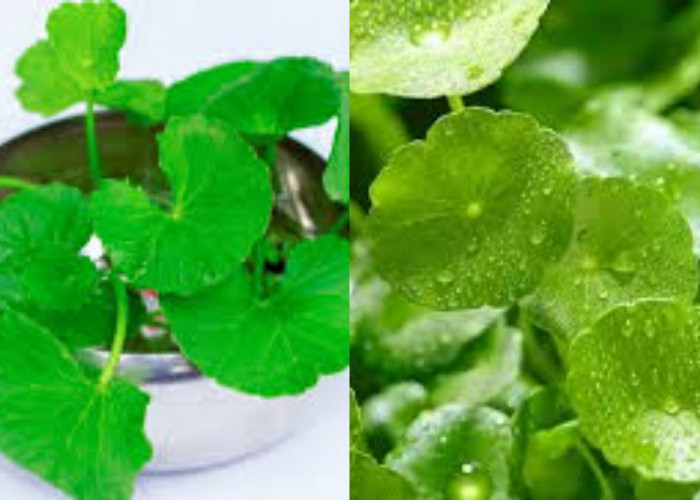 Kenali Khasiat Daun Pegagan, Si Hijau Kecil dengan Manfaat Besar untuk Kesehatan!