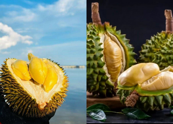 Tips Memilih Durian Berkualitas, Rahasia Mendapatkan Durian Lezat dan Sempurna