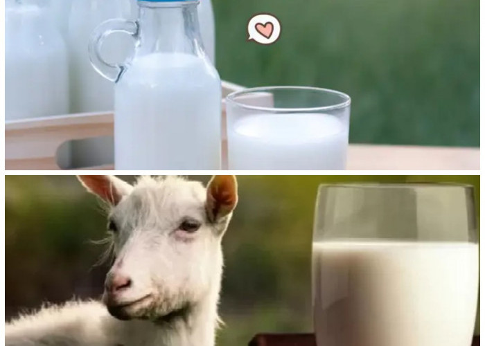 Inilah 5 Manfaat Luar Biasa Mengkonsumsi Susu Etawa Baik untuk Kesehatan 