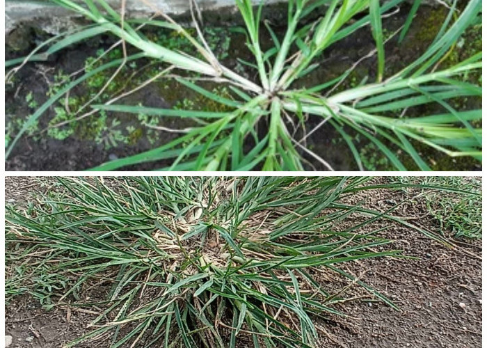 Kejutan Alam: Manfaat Rumput Belulang yang Tak Terduga dan Perannya dalam Ekosistem