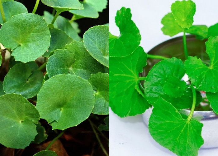 Yuk Intip! Berbagai Manfaat Daun Pegagan untuk Kesehatan Kulit