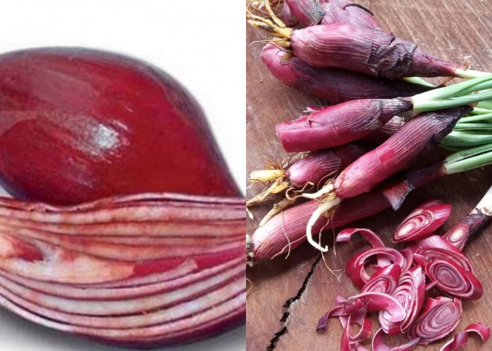 Menurunkan Tekanan Darah Tinggi Inilah Manfaat Bawang Dayak Untuk Kesehatan Yang Jarang Anda Ketahui! 