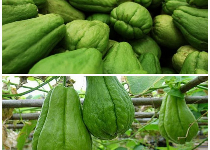 11 Keunggulan Labu Kukus yang Bikin Tubuhmu Semakin Sehat