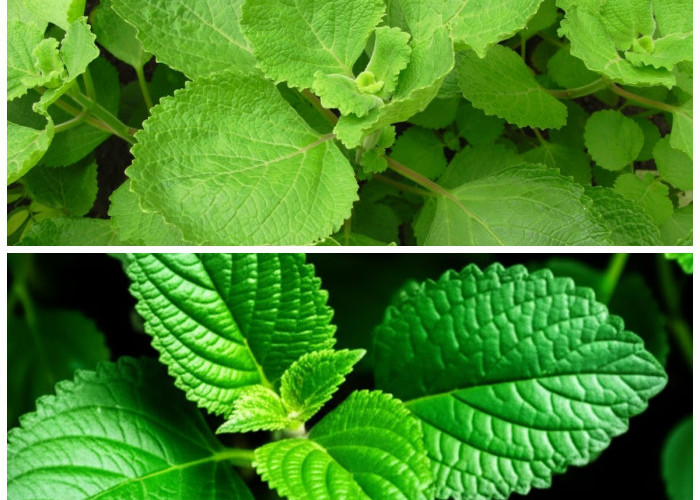 Manfaat Luar Biasa Daun Bangun-Bangun: Rahasia Alami untuk Tubuh Sehat