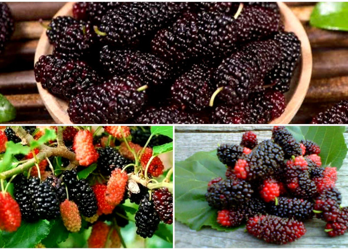Segudang Manfaat Baik Buah Murbei si Superfruit Untuk Kesehatan