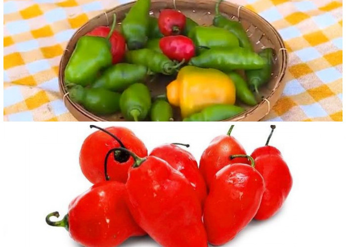 Jarang Diketahui! Ini Manfaat Cabe Gendut untuk Diet dan Kesehatan Tubuh