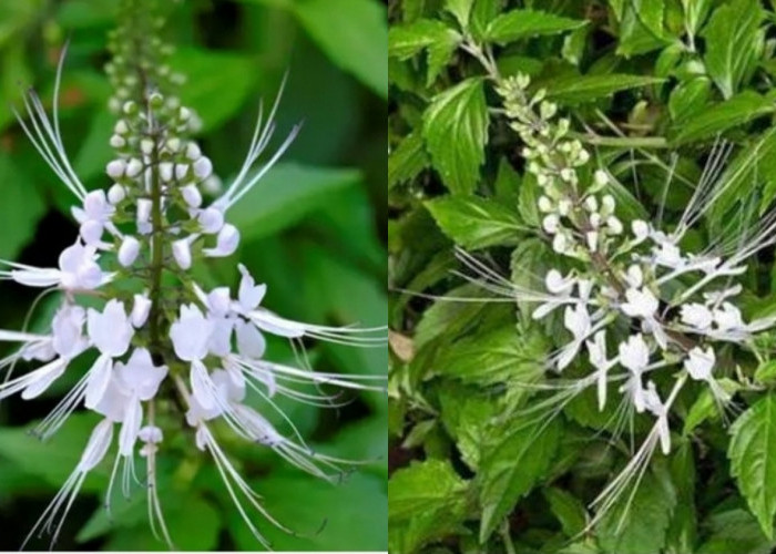Inilah 8 Kegunaan Kumis Kucing Untuk Kesehatan Yang Jarang Diketahui! 