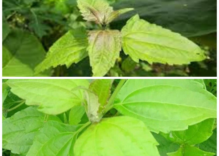 Khasiat Daun Kopasanda bagi Penderita Asam Lambung: Begini Cara Merebusnya!