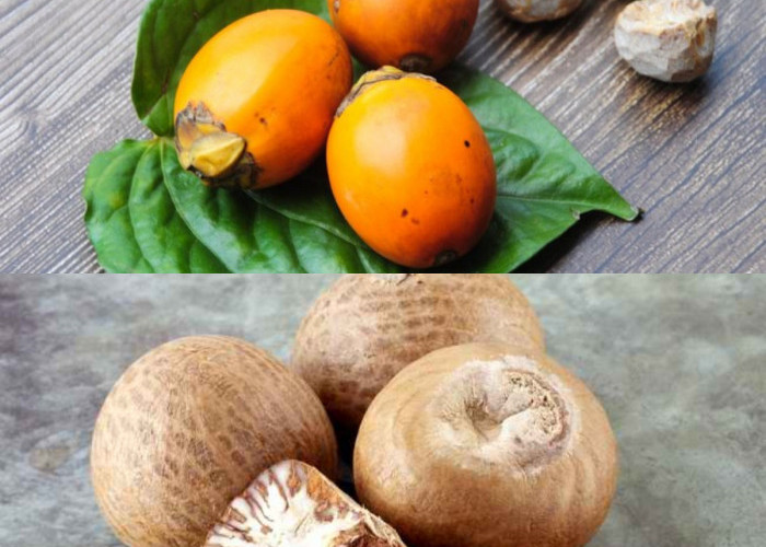 7 Manfaat Buah Pinang Muda untuk Pria yang Perlu Diketahui! 