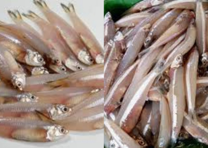 Inilah Manfaat Ikan Bilis: Sumber Gizi Tinggi dari Lautan Nusantara