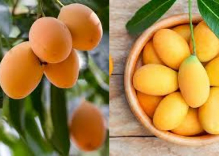 Jarang Diketahui Teryata Ini Manfaat Buah Gandaria Untuk Kesehatan Tubuh!