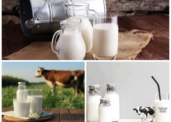 Manfaat Susu Sapi bagi Kesehatan Tubuh: Sumber Nutrisi Alami untuk Menjaga Kebugaran dan Daya Tahan Tubuh