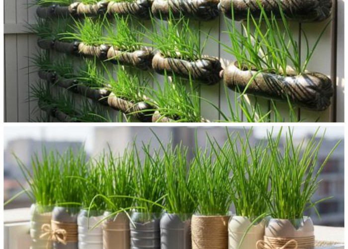 Tak Perlu Lahan Luas, Ini 7 Cara Menanam Daun Bawang dari Botol Bekas di Halaman Rumah