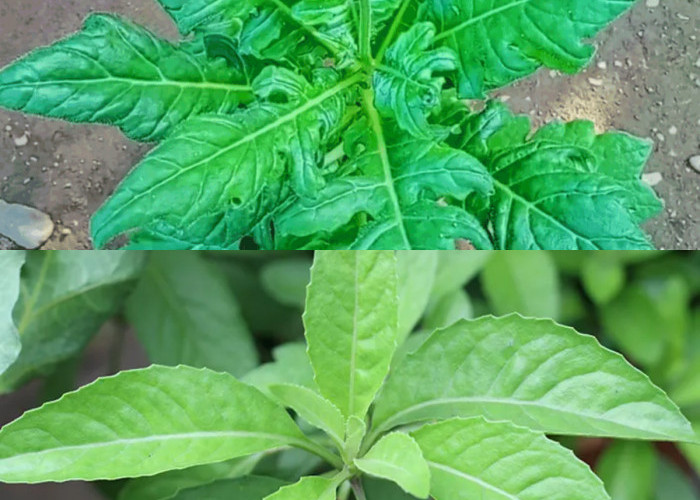  Manfaat Daun Dewa bagi Kesehatan!