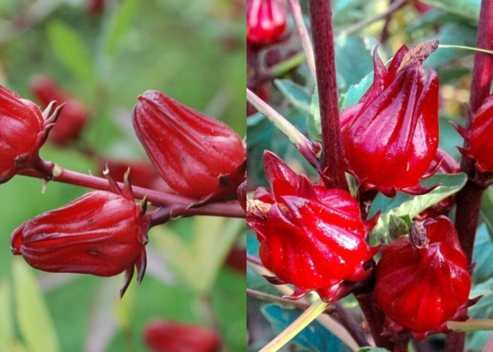 Mengurangi Kecemasan Dan Stres Ini Manfaat Rosela Untuk Kesehatan Yang Jarang Diketahui! 