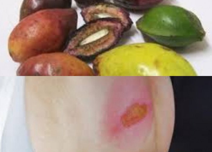 Catat! 5 Manfaat Buah Ketapang untuk Kesehatan dan Kecantikan