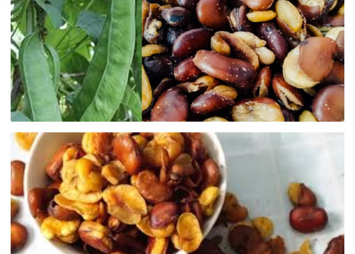  Terbukti! Berikut adalah Keuntungan dan Manfaat Kacang Koro untuk Kesehatan
