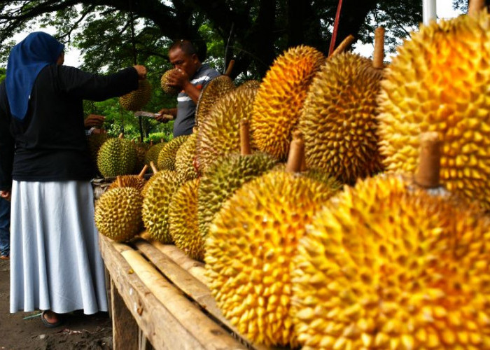 Menakjubkan! Inilah 6 Daerah Penghasil Buah Durian Terbanyak Di Indonesia