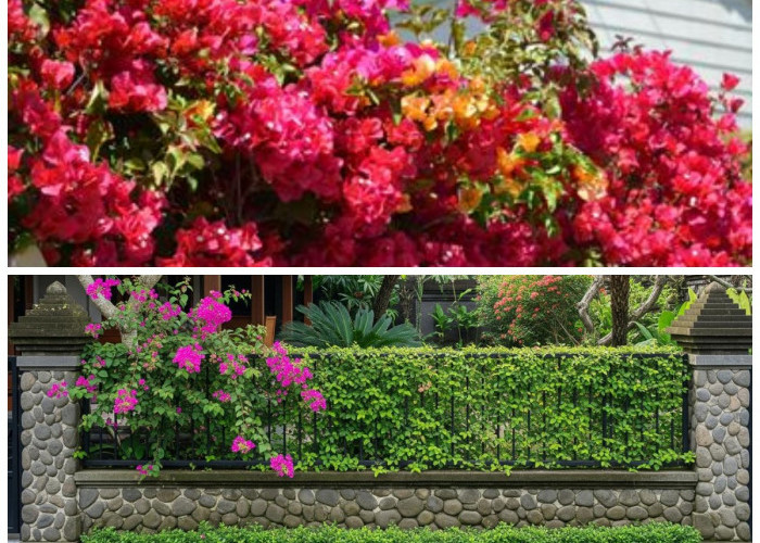 7 Tanaman Merambat Cantik yang Bikin Pagar Rumah Tampak Asri dan Elegan