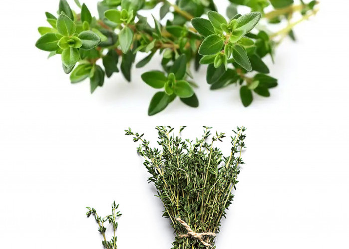Khasiat Daun Thyme untuk Kesehatan, Herbal Aromatik yang Kaya Manfaat!