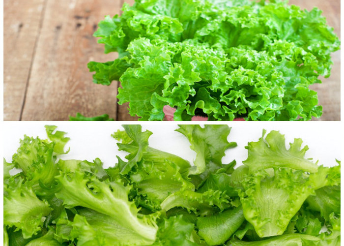 Selada: Nutrisi Penting untuk Tubuh Sehat dan Kulit Cantik