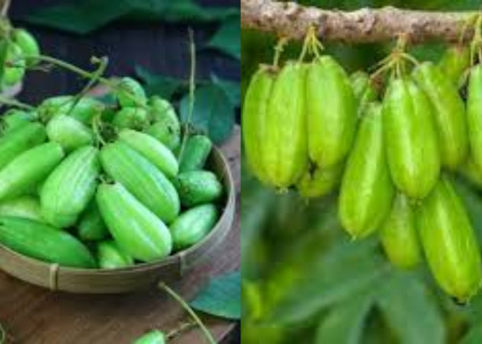  Inilah Kandungan Nutrisi di Dalam Belimbing Wuluh Dan Manfaatnya Yang Harus Kalian Tahu!