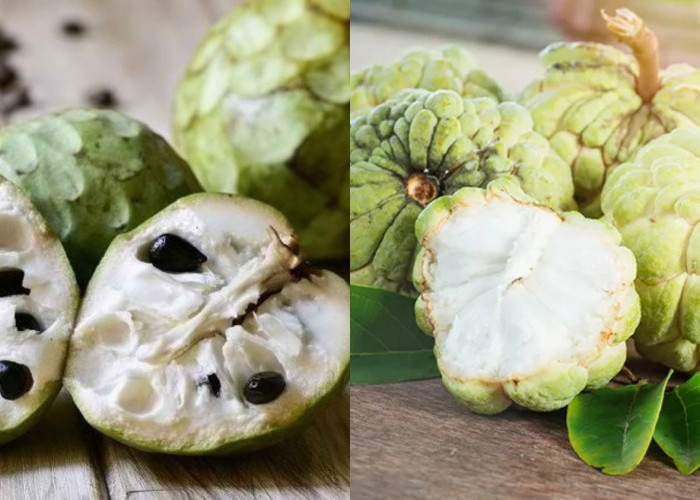 Meningkatkan sistem kekebalan tubuh Inilah Manfaat Dari Srikaya Yang Jarang Diketahui! 