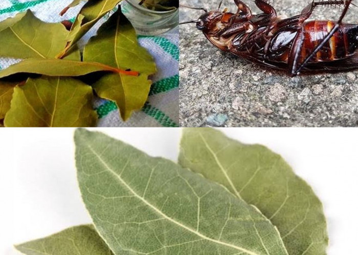 Cara Mengusir Kecoak dari Kamar dengan Daun Salam, Coba Trik Sederhana Ini