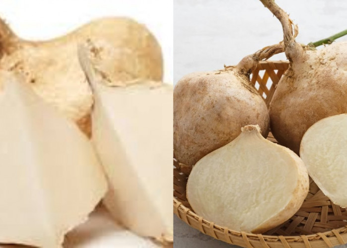 Kuy Intip! Manfaat Bengkuang Untuk Kesehatan Tubuh Yang Jarang Diketahui 