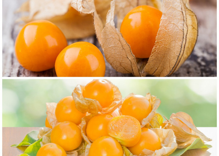 Manfaat Buah Ciplukan untuk Kesehatan Tubuh: Herbal Kecil dengan Khasiat Besar!