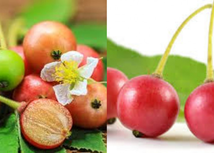 Yuk Intip Disini Manfaat Dari Buah Kersen Untuk Kesehatan Yang Melimpah!