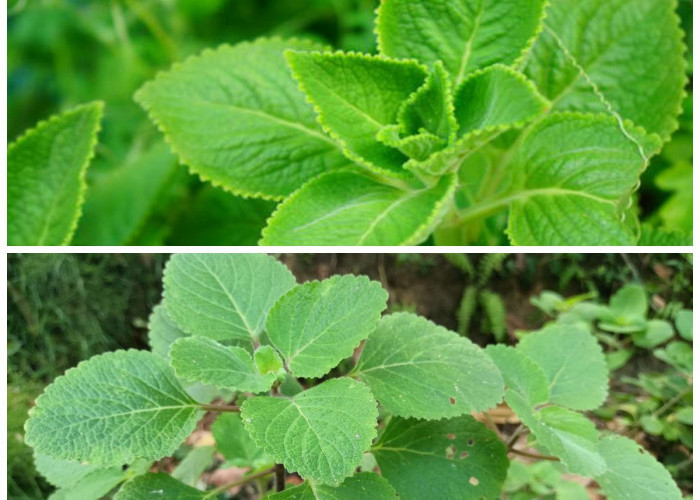 Khasiat Daun Bangun-Bangun untuk Kesehatan: Herbal Tradisional dengan Banyak Manfaat Alami