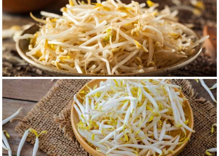 Kandungan Gizi dan Khasiat Toge untuk Menunjang Kesehatan Tubuh