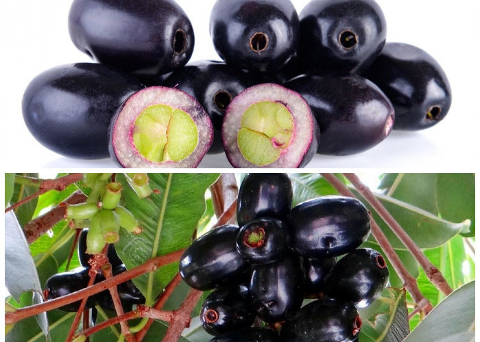 Manfaat Tersembunyi Buah Jamblang bagi Tubuh: 7 Alasan untuk Mulai Mengonsumsinya