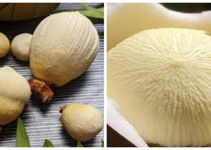 Kentos Kelapa: Kandungan Nutrisi dan Manfaatnya bagi Kesehatan