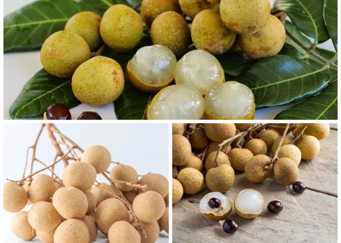 Manfaat Buah Kelengkeng bagi Kesehatan Tubuh: Si Kecil Manis yang Kaya Nutrisi dan Khasiat!