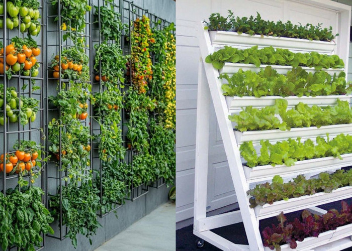 Kebun Sayur Rumahan Modern, Cantik Dipandang dan Siap Panen!