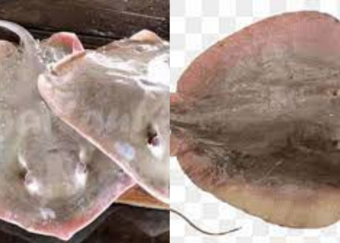 Ikan Pari: Si Pipih Laut dengan Segudang Manfaat Untuk Tubuh