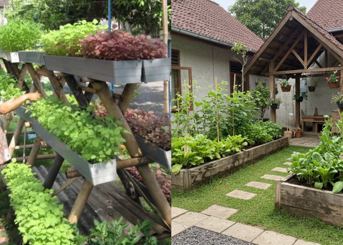 Ide Inspirasi Kebun Sayur Mini di Halaman Rumah yang Cantik dan Produktif!