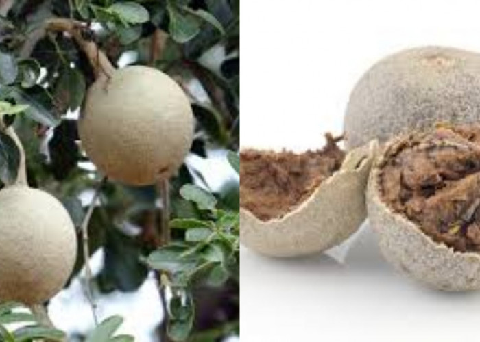 Wow! Kamu Harus Tahu Inilah Kandungan Nutrisi Buah Kawista Untuk Kesehatan 