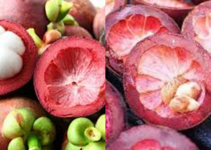 Membantu Mengontrol Gula Darah Inilah Manfaat Kulit Manggis Untuk Kesehatan!