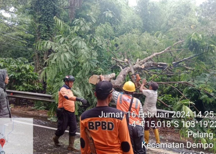 Tingkatkan Kewaspadaan Terhadap Potensi Bahaya, BPBD Evakuasi Pohon Tumbang Liku Lematang
