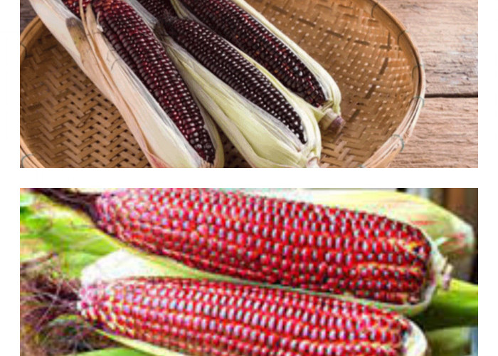  Inilah 5 Kegunaan Jagung Ungu yang Menawan!