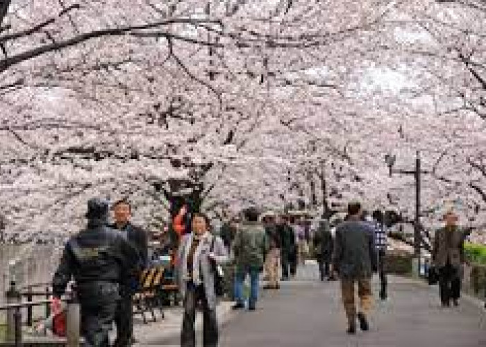 Wajib Diketahui! Ini 5 Tempat Wisata di Jepang yang Menarik untuk Dikunjungi