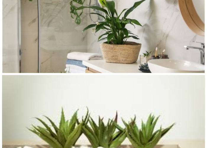 Bikin Kamar Mandi Lebih Segar: 6 Tanaman Hias Tahan Lembap dan Mudah Dirawat
