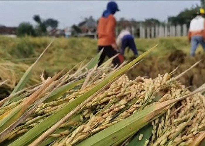 Bagaimana Kearifan Lokal Suku Minahasa Membentuk Pertanian yang Berkelanjutan!