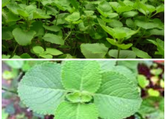 Bisa Ditanam di Pekarangan, Ini Cara Mengolah Daun Bangun-Bangun untuk Booster Imun Harian!